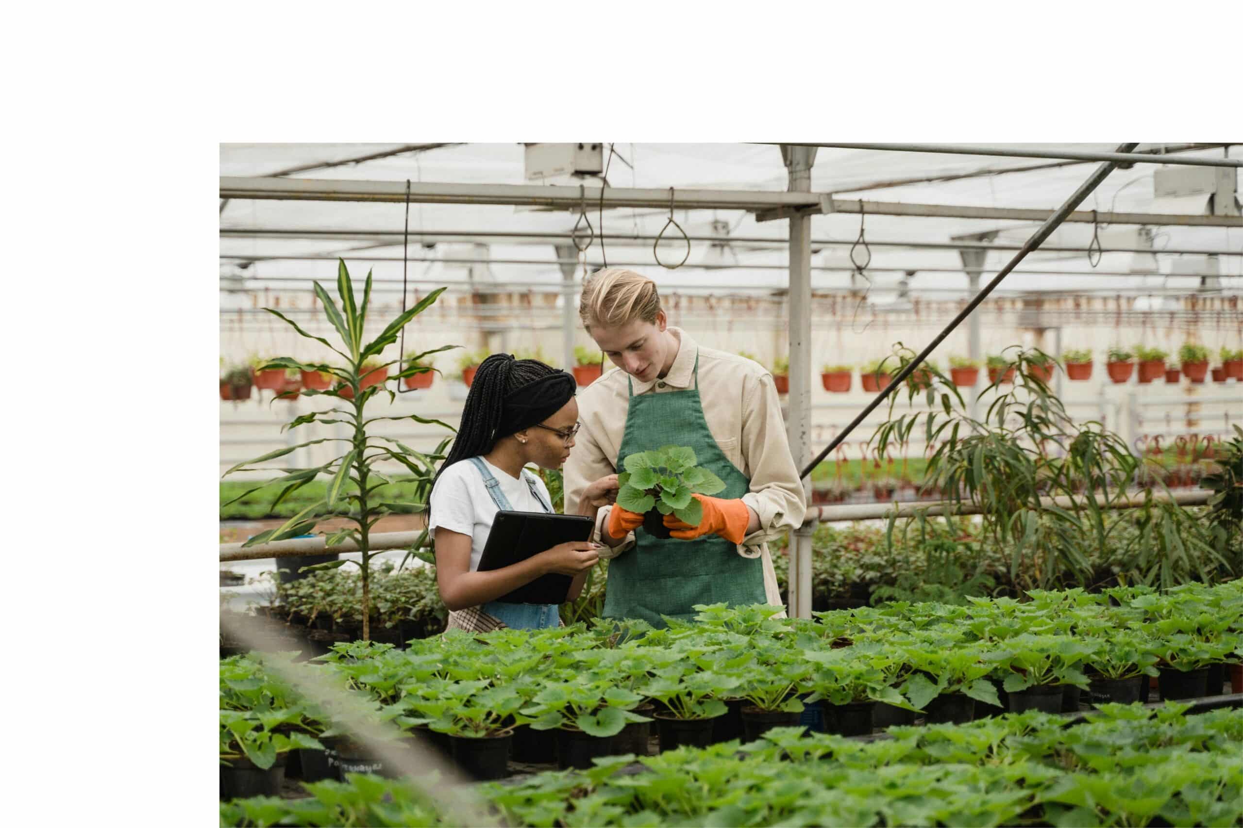 Plant discussion in greenhouse